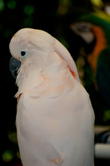 shy