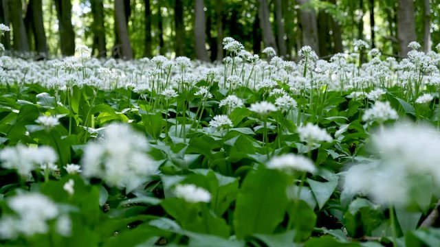 Blooming white flowers of ramson - wild garlic (Allium ursinum) Illuminated by soft daylight. Slow panning video