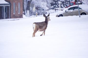 Fawn in Snow