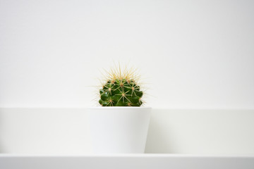 cactus in a vase