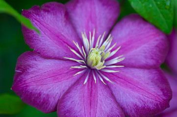 Clematis flower with large pink velvety petals against bright green leaves. The pink fantasy flora vine has a two tones to the pink with a pale yellow stamens in the center. 