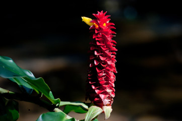 red flower