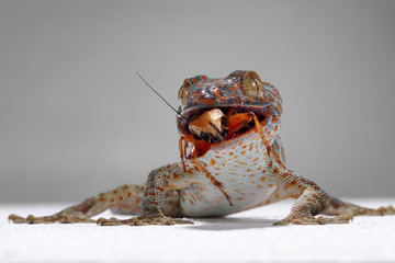 Tokek closeup with grey background, animal closeup, tokek lizard closeup