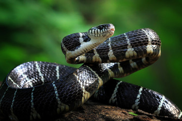 Boiga snake ready to attack, Boiga dendrophila, animal closeup