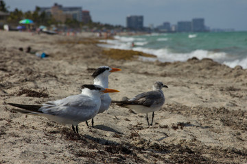 Gaviotas en la playa observando el océano