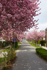 blooming pink cherry trees on empty streets