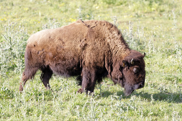 American Bison (Buffalo) Adult Grazing. Bison Paddock, Golden Gate Park, San Francisco, California, USA.
