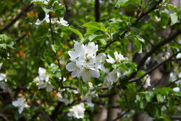 white flowers of apple