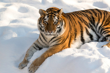 Fototapeta na wymiar stunning tiger sitting in snow. Horizontal wildlife photos