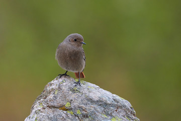 Small bird on a rockFemale Black redstart (Phoenicurus ochruros) on a rock.
