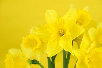 Fresh cut yellow daffodil flowers isolated on a bright yellow background