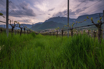 Cultivated fields in Eppan in Trentino Alto Adige in northern Italy. Vineyards and apple trees are the main branch of the economy in this area.