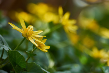 Wiosenne żółte kwiaty polne w zbliżeniu i łagodnym oświetleniu w otoczeniu zieleni