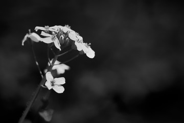 Czarno-biały kwiat polny na ciemnym tle w naturalnym oświetleniu - obrazy, fototapety, plakaty