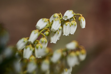 Wiosenne białe kwiaty w kształcie dzwonków łagodnie opadające  © Marek Szymski
