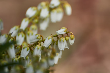 Wiosenne białe kwiaty w kształcie dzwonków łagodnie opadające  © Marek Szymski