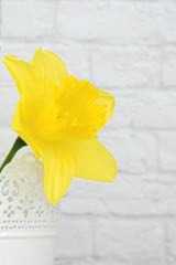 A single yellow daffodil flower in a white vase isolated on a white brick background