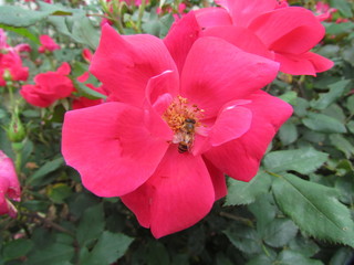 pink hibiscus flower