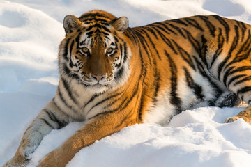 Fototapeta na wymiar Amur Tiger laying in snow