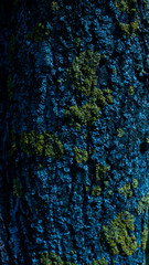 Tekstura kory drzewa.