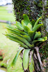 Obraz premium Bromélia verde em tronco de arvore com musgo e limo