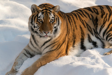 strong tiger laying in the snow