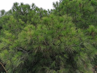 Rama de pino verde en España
