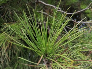 Rama de pino verde en España