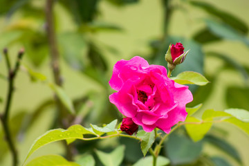 rosa com gotículas de chuva em suas pétalas