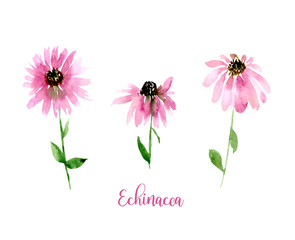 Watercolor pink Echinacea set. Collection of hand drawn flowers isolated. Wild flower illustration - 340761241