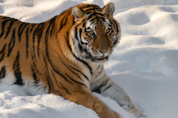 Fototapeta na wymiar beautiful tiger in the snow 