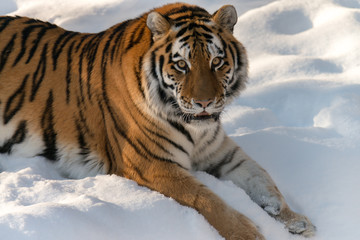 Fototapeta na wymiar Siberian tiger in the snow. Wildlife laying down 