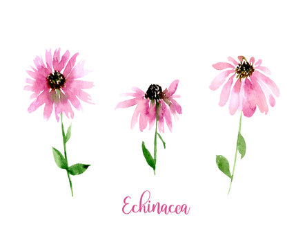 Watercolor pink Echinacea set. Collection of hand drawn flowers isolated. Wild flower illustration