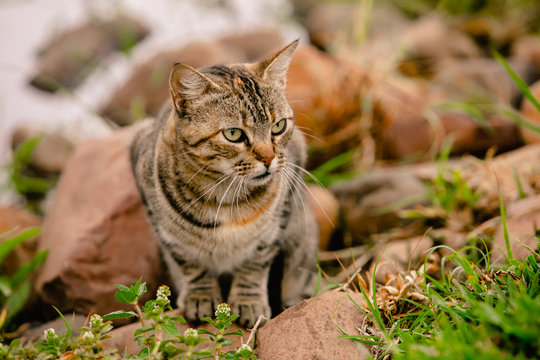 Gato tigrado com os olhos bem atentos ao seu objetivo. Felino prestando aten&ccedil;&atilde;o em algo a sua frente, determinado e focado.