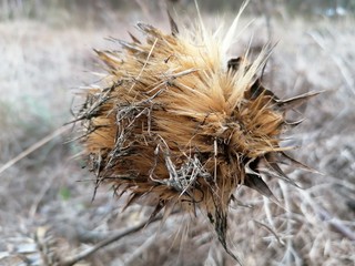   Una flor de cardo seco en España