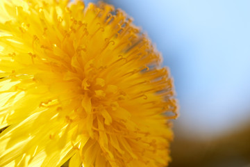 Wiosenny żółty kwiat polny (Mniszek lekarski, mlecz) w zbliżeniu i naturalnym oświetleniu - obrazy, fototapety, plakaty