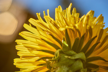 Wiosenny żółty kwiat polny (Mniszek lekarski, mlecz) w zbliżeniu i naturalnym oświetleniu - obrazy, fototapety, plakaty