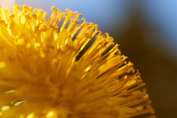 Wiosenny żółty kwiat polny (Mniszek lekarski, mlecz) w zbliżeniu i naturalnym oświetleniu