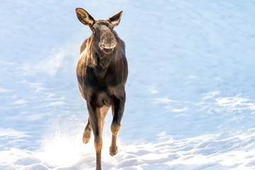 one wildlife moose running in snow,  Animal running in snow
