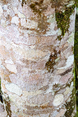 textura de tronco de árvore