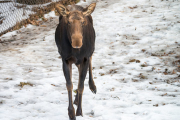 one wildlife moose running in snow,  Animal running in snow
