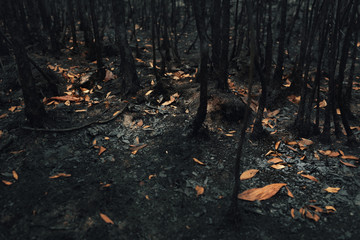 Landscape of trees and bushes burned by wildfire in tropical rainforest .Global warming./Ecology concept background.