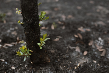 New leaves grown after forest was burn. rebirth of nature after the fire..Global warming/Ecology concept background.
