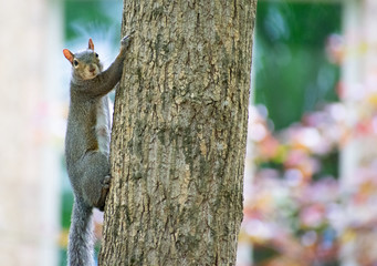 A squirrel looking climbing up a tree trunk