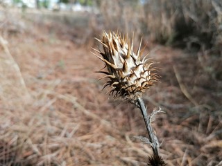 primer plano cardo seco en el campo