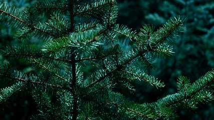 Gałęzie drzewa iglastego. © Bernadeta