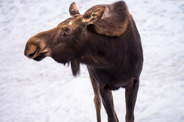 moose looking to the side, Close up wildlife
