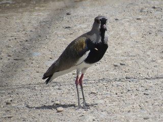 tero