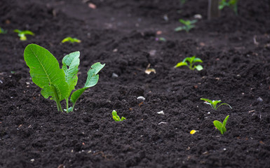 Young green vegetable leaves growing on soil, organic food for healthy lifestyle and dieting