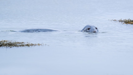 Grey seal swimming in a calm ocean amongst clumps of seaweed